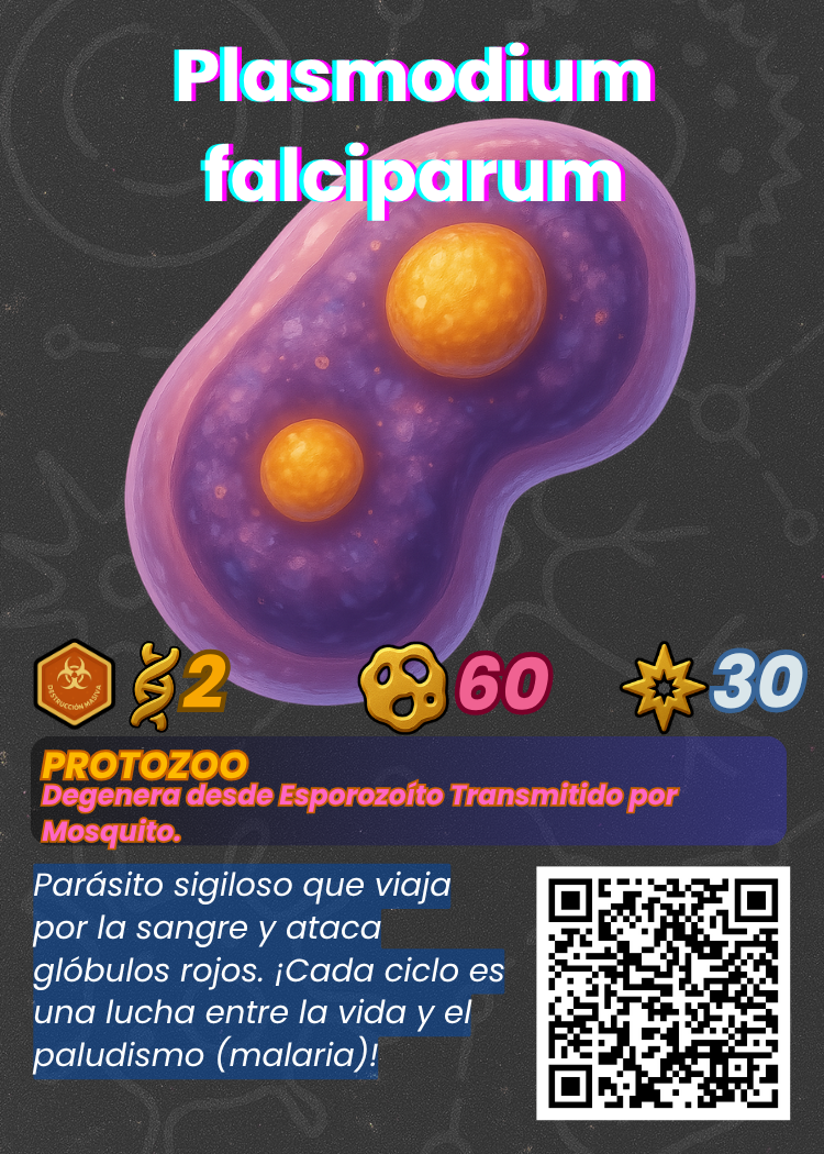 Plasmodium falciparum