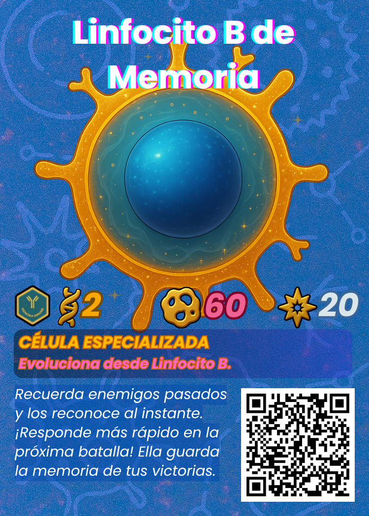 Linfocito B de Memoria
