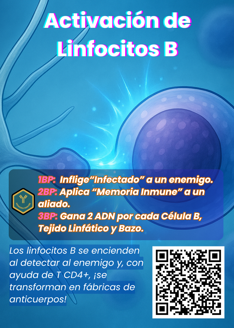 Activación de Linfocitos B
